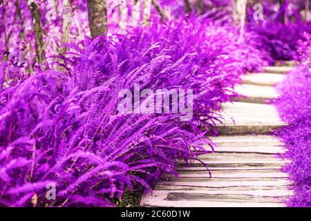 Magical colors of botany garden, abstract purple fern leaves along a wooden walkway. Creative toned for backdrop. Selective focus. Stock Photo