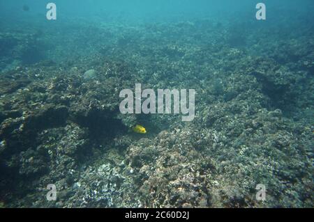 Yellow Spotted Puffer hiding under a coral Stock Photo