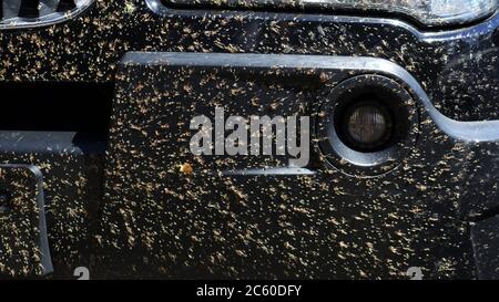 insects and midges squashed on the car Stock Photo