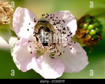 bee on flower of a blackberry Stock Photo