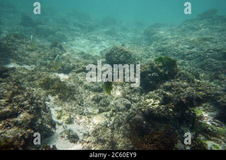 Lonesome raccon butterflyfish Stock Photo