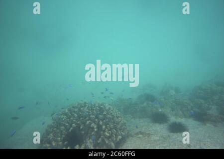 Azuer damselfish and seargent majors swimming around a coral Stock Photo