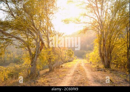 Tranquil country road leading towards a forest at sunrise, beautiful orange leaves in summer. Soft focus on the dirt road. Stock Photo