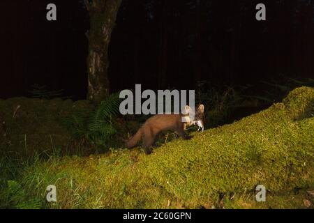 Pine marten (martes martes). Loch Lomond and the Trossachs National Park. Scotland Stock Photo