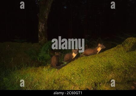 Pine marten (martes martes). Loch Lomond and the Trossachs National Park. Scotland Stock Photo