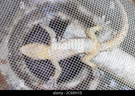 A small lizard hangs upside down on a steel net. The eastern gecko get stuck over a sewer where water flows, Thailand. Stock Photo