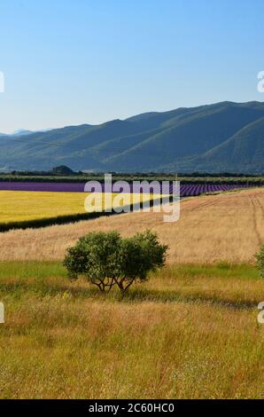 Countryside in Provence in summer, France, lavender and corn fields, mountains in the background, sunny day