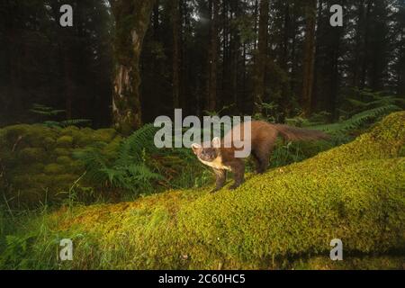 Pine marten (martes martes). Loch Lomond and the Trossachs National Park. Scotland Stock Photo