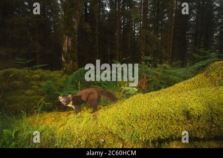 Pine marten (martes martes). Loch Lomond and the Trossachs National Park. Scotland Stock Photo