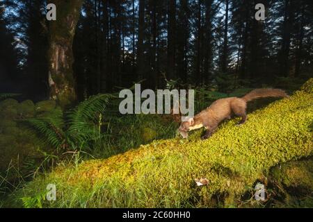 Pine marten (martes martes). Loch Lomond and the Trossachs National Park. Scotland Stock Photo