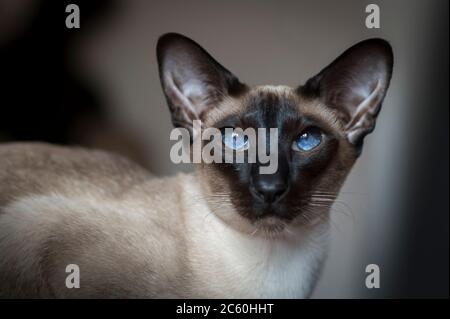 Portrait of a beautiful Siamese cat. Stock Photo