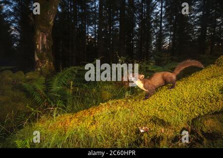 Pine marten (martes martes). Loch Lomond and the Trossachs National Park. Scotland Stock Photo