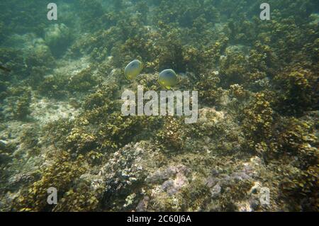 Pair of Melon Butterflyfish with underwater plants Stock Photo