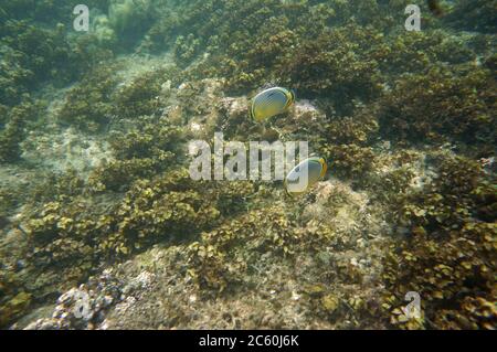 Pair of Melon Butterflyfish with underwater plants Stock Photo