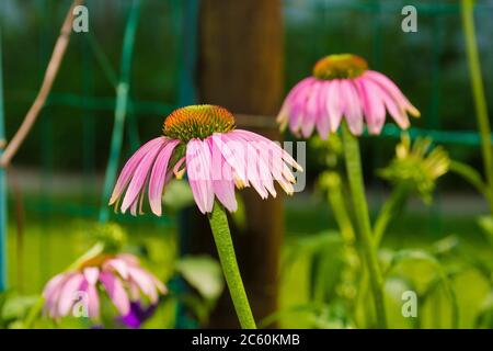Echinacea Purpurea flowers, also called Purple Coneflower & Hedgehog Coneflower, an herbaceous flowering perennial from the Asteraceae daisy family Stock Photo