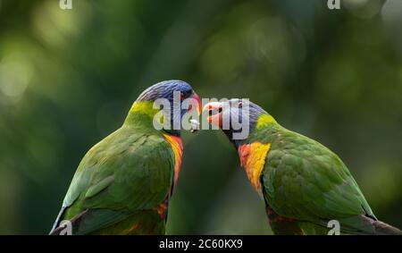 Two rainbow lorikeets parrots sharing bird seed Stock Photo