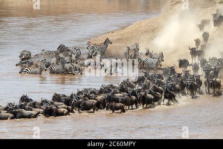 Wildebeest and zebra cross the Mara River during the annual great migration in theMasai Mara, Kenya Stock Photo