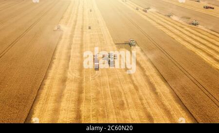 Harvester machines combines work harvest wheat in yellow or golden ripe field. Industrial agriculture, aerial view. Stock Photo