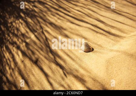 Camber Sands, sandy beach in England