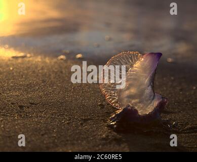 Blue bubble of flotation sail of Portuguese man of war dangerous jellyfish on Las Canteras, afternoon light Stock Photo