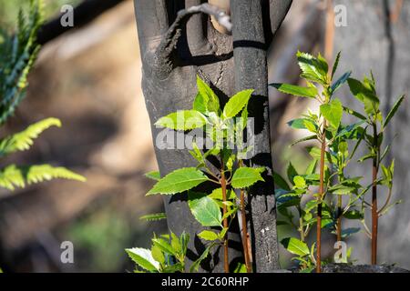 Australian bush fires 2020 green shoots as plants recover and grow in blue mountains national park,NSW,Australia Stock Photo