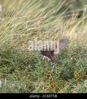 First-winter male Dusky Thrush (Turdus eunomus) on the Dutch Wadden Island Vlieland. Fourth record for the Netherlands. Stock Photo
