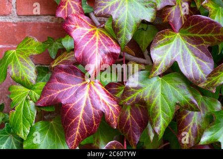Red and green ivy on brick wall, Marton, Manawatu, North Island, New Zealand Stock Photo