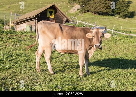 single brown cow on swiss alp Stock Photo
