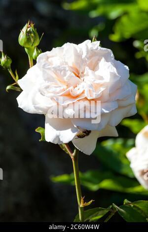 Rose Penny Lane 'Hardwell' a springtime summer pink flower fragant climber Stock Photo