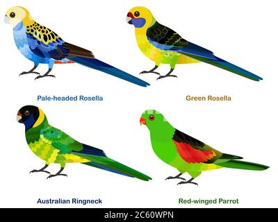 Cute Australia parrots, Rosella bird vector illustration set, Pale-headed Rosella, Green Rosella, Australian Ringneck, Red-winged Parrot, Colorful bir Stock Vector