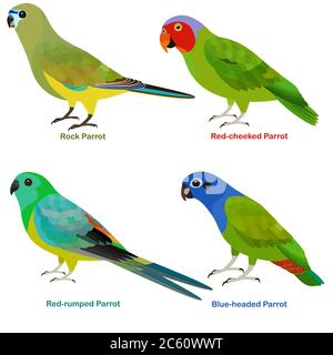 Cute Australia parrots bird vector illustration set, Rock, Blue-headed, Red-rumped, Red-cheeked Parrot, Colorful bird cartoon collection Stock Vector