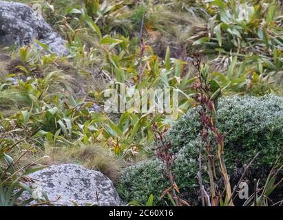 Chatham Parakeet (Cyanoramphus forbesi), also known as Forbes' Parakeet on Mangere Island. A rare parakeet endemic to the Chatham Islands group, New Z Stock Photo