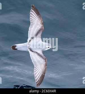 Fulmar Prion (Pachyptila crassirostris) in flight over the southern pacific ocean of subantarctic New Zealand. Flying low over the water surface, seen Stock Photo