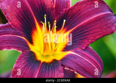 Purple Hemerocallis 'Black Prince' Dark Purple Daylily Hemerocallis flower Stock Photo