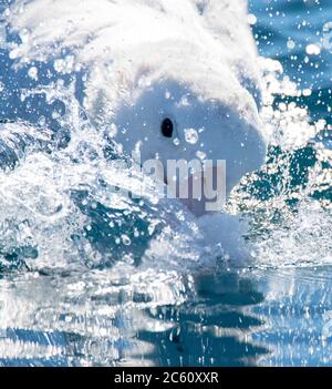 Closeup of an adult Gibson's Albatross (Diomedea gibsoni) catching food just below the surface offshore Kaikoura, South Island, New Zealand. Stock Photo