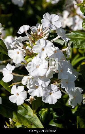 Phlox carolina 'Miss Lingard' an herbaceous springtime summer flower plant Stock Photo