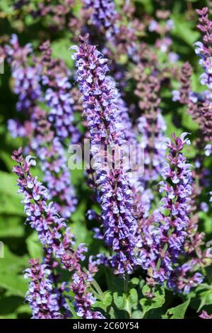 Salvia pratensis 'Indigo' an herbaceous blue springtime summer flower plant commonly known as clary indigo or meadow sage Stock Photo