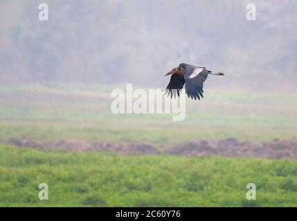 Greater Adjutant (Leptoptilos dubius) in Asia. Flying low over rural agricultural field. Stock Photo