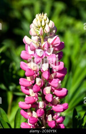 Lupin 'The Chatelaine'  an herbaceous pink springtime summer flower plant of the Band of Nobles  series Stock Photo