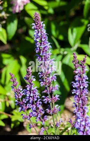 Salvia pratensis 'Indigo' an herbaceous blue springtime summer flower plant commonly known as clary indigo or meadow sage Stock Photo