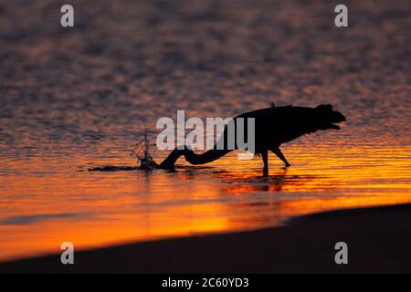 Grey Heron (Ardea cinerea) fishing in the North sea at the beach of Katwijk in the Netherlands. Taken at sunset with backlight. Splashing water drops Stock Photo