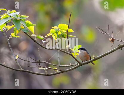 Grey-backed Shrike (Lanius tephronotus tephronotus) sitting on a branch of a broadleaved tree in foothills of the Himalaya. Stock Photo