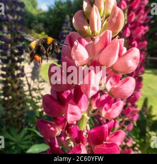 A bee collecting pollen from pink lupin flowers.Pollenator,  flying insect, Anthophila, lupinus Stock Photo