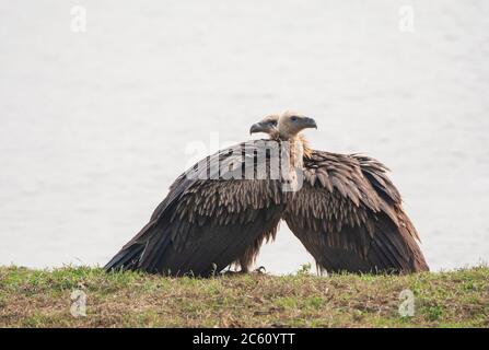 Two immature Himalayan Griffon Vultures (Gyps himalayensis) standing on the shore of a lake in the plains below the Himalayas. Stock Photo