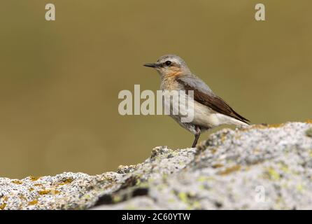 Female of Northern wheatear With the first light of the morning in their breeding territory