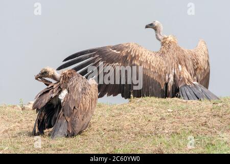 Immature Himalayan Griffon Vulture (Gyps himalayensis) preening on the ground in the plains below the Himalayas. Other vulture in the background. Stock Photo
