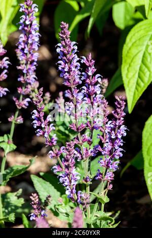Salvia pratensis 'Indigo' an herbaceous springtime summer flower plant commonly known as clary indigo or meadow sage Stock Photo