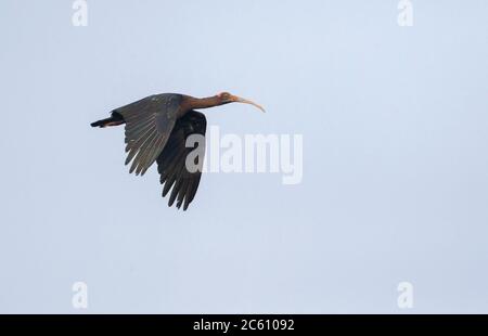 Red-naped ibis (Pseudibis papillosa), also known as the Indian Black Ibis, seen in flight. Stock Photo