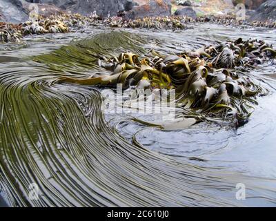 Kelp floating at the shore of the Antipodes Islands, Subantarctic Islands of New Zealand. Attatched to the coast Stock Photo