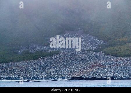 Huge King Penguin (Aptenodytes patagonicus halli) colony at the coast of Macquarie Island, subantarctic Australia. Seen from deck of expedition cruise Stock Photo